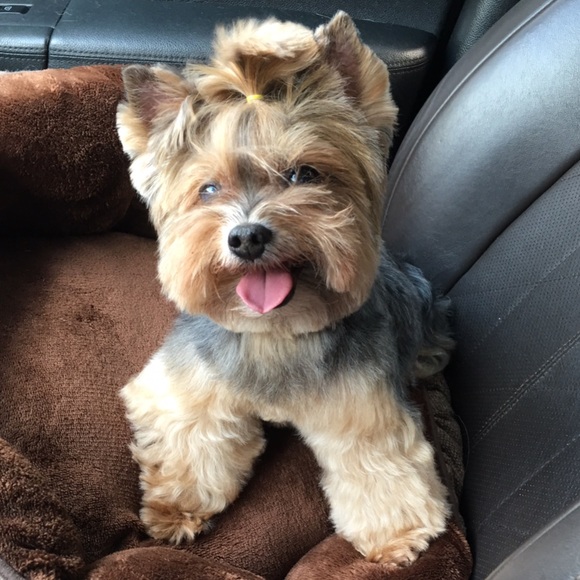 Meet your Posher - Picture 1 of 1